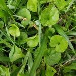 Dichondra carolinensis পাতা