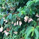 Begonia fuchsioides Blomst
