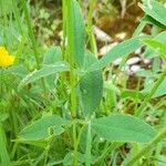 Trifolium montanum 葉