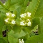 Valeriana woodsiana Květ