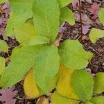 Pterostyrax hispidus Hábito