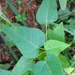 Jatropha curcas Leaf