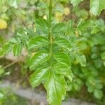 Tecoma capensis 葉
