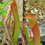 Sarracenia rubra Virág