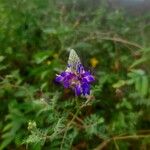 Dalea coerulea Flor