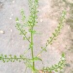 Veronica anagallis-aquatica Flor