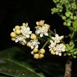 Mespilodaphne macrophylla Кветка