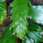 Selaginella parkeri Hoja