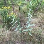 Asclepias speciosa Habit