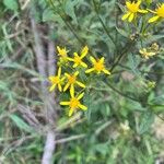 Senecio nemorensis फूल