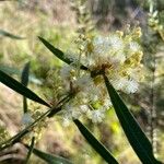Acacia suaveolens 葉