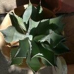 Agave ovatifolia 葉