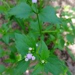 Praxelis clematidea Leaf