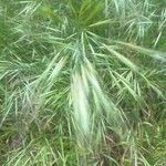 Bromus diandrus Leaf