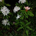 Rhododendron hyperythrum Levél