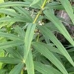 Polygonatum verticillatumLeaf