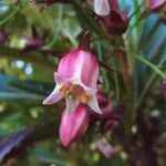 Forgesia racemosa Fleur