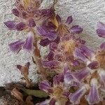 Orobanche minor Blüte