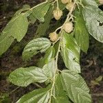 Quararibea bracteolosa Otro