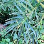Podocarpus parlatorei Hoja