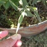 Oxypetalum solanoides Otro