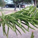 Araucaria heterophyllaЛист