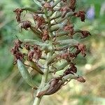 Anacamptis pyramidalis ᱡᱚ