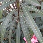 Nerium oleander पत्ता