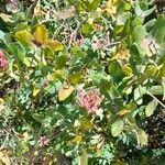 Lonicera implexa عادت داشتن