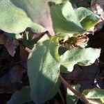 Pulmonaria mollis Leaf