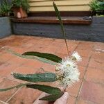 Corymbia citriodora Lehti