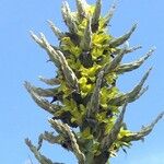 Puya chilensis Máis