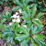 Helleborus niger Alkat (teljes növény)