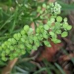 Lepidium virginicum Frugt