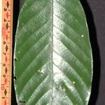 Guarea rhopalocarpa Leaf