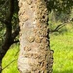 Fridericia chica Corteza