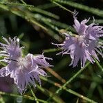 Dianthus hyssopifolius Lorea
