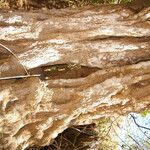 Quadrella odoratissima 树皮