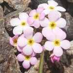 Androsace alpina Květ