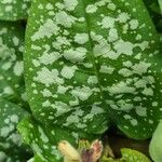 Pulmonaria saccharata Leaf