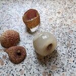 Litchi chinensis Fruit