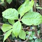 Eleutherococcus senticosus Yaprak