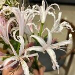 Nerine undulata Flower