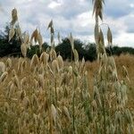 Avena sativa Fruit