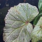 Begonia picta Ліст