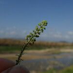 Lepidium didymum Fruit