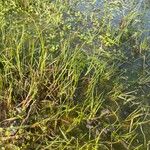 Isolepis fluitans List