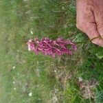 Orchis × bergonii Flor