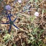 Eryngium creticum ফুল