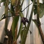 Capsicum pubescens Flor